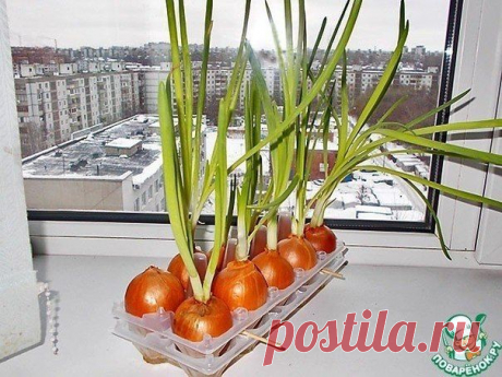 ПЛАСТИКОВЫЙ КОНТЕЙНЕР ДЛЯ ВЫГОНКИ ЛУКА. ПРОСТО! УДОБНО!