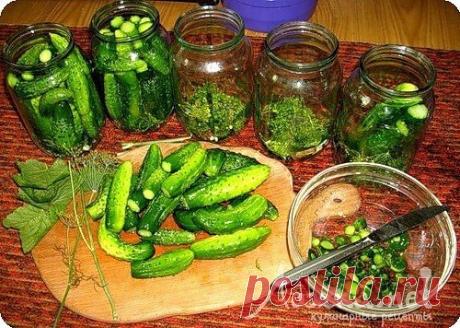 15 лучших рецептов огурцов на зиму.
1. Консервированные огурцы с красной смородиной 
2. Огурцы в остром томатном соусе 
3. Огурцы с яблоками (маринованные и малосольные). 
4. Соленые огурчики на зиму.1 
5. Маринованные огурчики с крыжовником 
6. Соленые огурцы на зиму.2 7. Огурцы соленые, стерилизованные без уксуса 
8. Засолка огурцов в банках – самый простой и вкусный рецепт. 
9. Маринованные огурцы и помидоры (очень простой и вкусный рецепт) 
10. Секретный рецепт обалденных огурцов «Пальчики