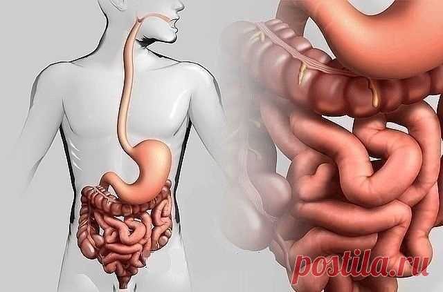 ДЕРЖИ КИШЕЧНИК В ЧИСТОТЕ!