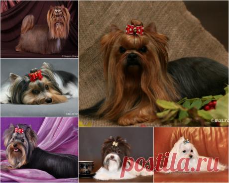 МОИ МАЛЬИКИ