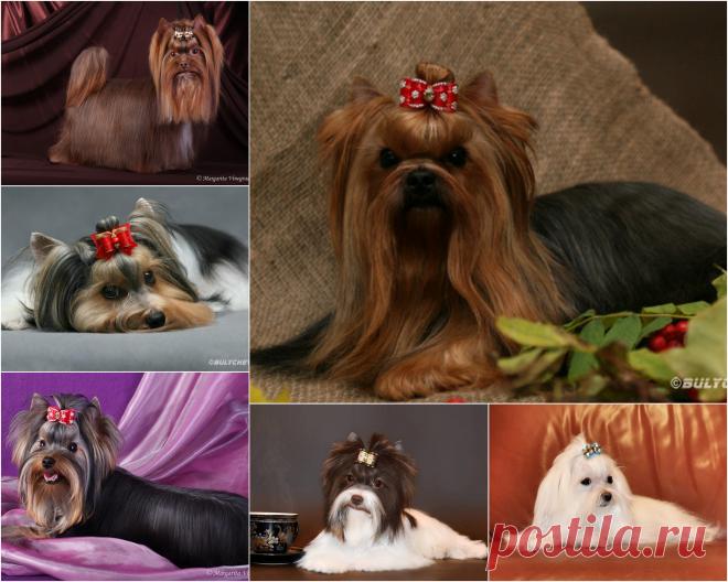 МОИ МАЛЬИКИ