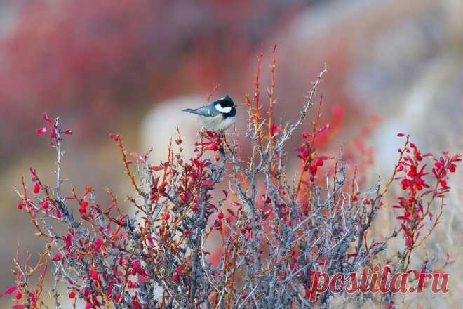 15 ослепительных фотографий птиц России | WWF России | Яндекс Дзен