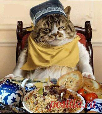 Узбекский Кот