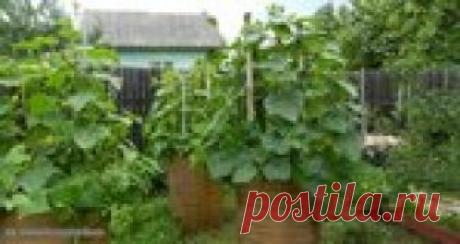 ДЛЯ ОГОРОДА: дрожжи, сода и горчица.