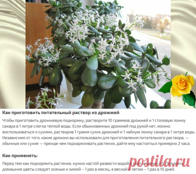 Чудодейственная подкормка для цветов — Калейдоскоп чудес