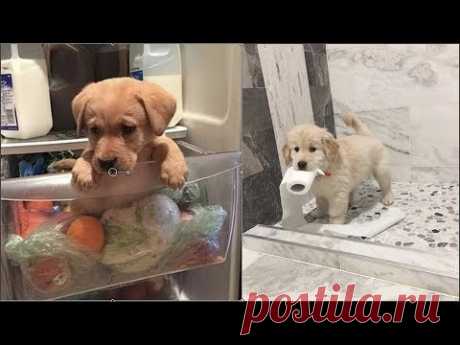 Cute baby animals Videos Compilation cute moment of the animals - Cutest Animals #2