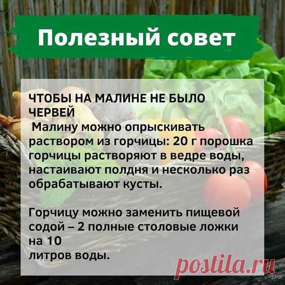 Дачный помощник on Instagram: “На заметку садоводам📌”