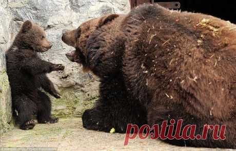 Эти удивительные кадры медвежьего воспитания были засняты в зоопарке Симферополя. Разозлившаяся за что-то на сына медвежонка, его мамаша, огромная 240-килограммовая медведица, толкнула его в угол и очень укоризненно, совсем по-человечески на него посмотрела и негромко ревела. После она схватила отпрыска за загривок и начала трясти по сторонам. Однако это продолжалось недолго. Скоро медведица отпустила детёныша и стала обнимать его, вероятно, показывая, что она на него больше не сердится.