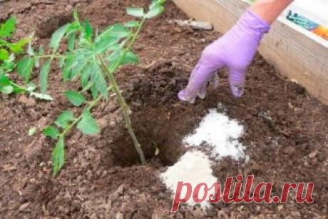 Что лучше класть в лунку при посадке томатов Культура отличается требовательностью к условиям окружающей среды и уходу. Для получения высокого урожая необходимо обеспечить достаточное питание. Важно знать, какие удобрения можно вносить при посад...