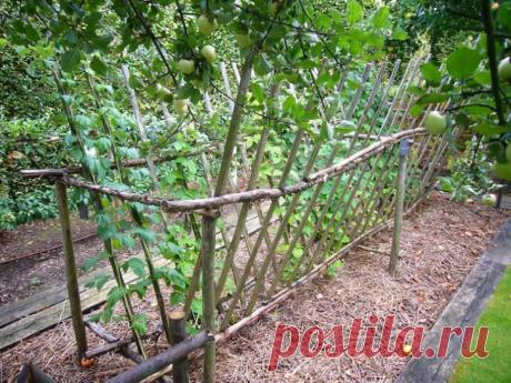 Зачем нужно подвязывать малину и как правильно это делать » Женский Мир