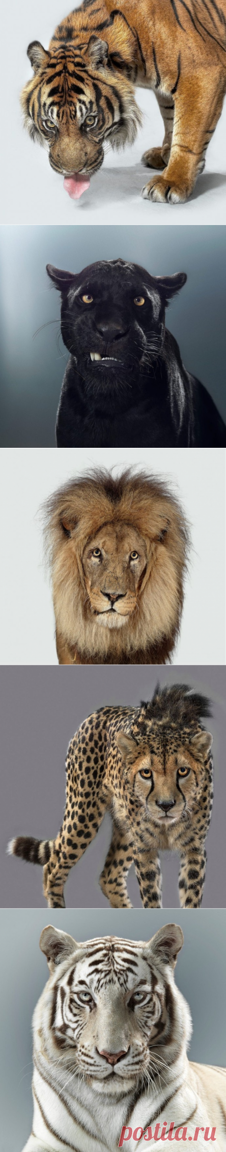 В каждом звере - свой характер