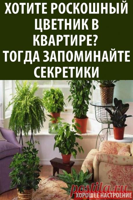 Хотите роскошный цветник в квартире? Тогда запоминайте секретики