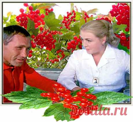 В саду растет рябинушка- рябина,
А рядышком душа моя- калина.
Весной невестой юной расцветает,
Смотрю- и будто сердце замирает.
А летом это млада -молодица.
Как золушка вновь хочет обновиться
И, наряжаясь в осень, как на бал,
Рисует свои бусинки в коралл.
Калина, словно деревце Христа,
Узор листвы подобие креста,
А в ягодках малютках в серединке
Не семечки, а чудо сердцевинки!
Зимой я к ней не раз еще вернусь.
Из гроздьев будто святости напьюсь.
Сок бьется пульсом, как по венам кро