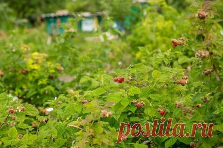 Поросль малины: как остановить и куда девать