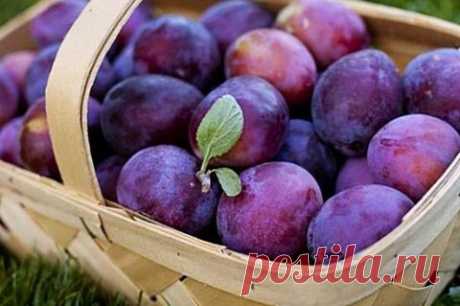 Вкусные способы заготовки сливы. Рецепты для экономных Рецепты для экономных хозяек
