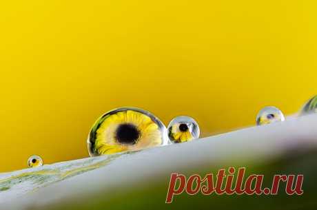 Refraction de Tournesol | Flickr - Photo Sharing!