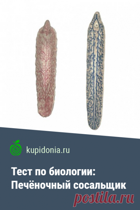 Тест по биологии: Печёночный сосальщик. Проверочный тест по биологии по школьной программе по теме «Печеночный сосальщик». Проверь свои знания!