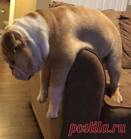 30+ фото, которые доказывают, что ваша жизнь никогда не будет скучной, если у вас есть бульдог