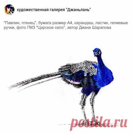 павлины