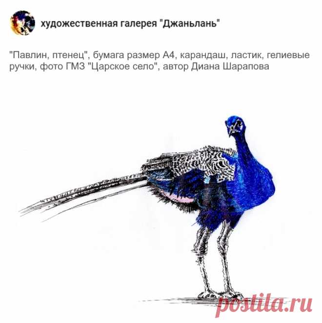 павлины