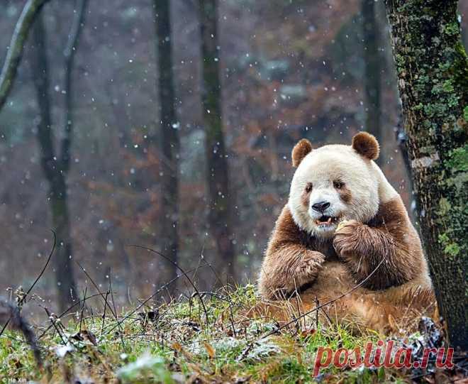 ЕДИНСТВЕННЯ В МИРЕ КОРИЧНЕВАЯ ПАНДА ЖИВЕТ В ШАНЬСИ