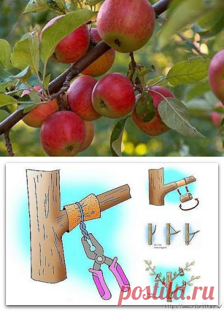 СПОСОБЫ ЗАСТАВИТЬ ПЛОДОНОСИТЬ ДЕРЕВЬЯ, ЕЩЕ БЫСТРЕЕ!!!.