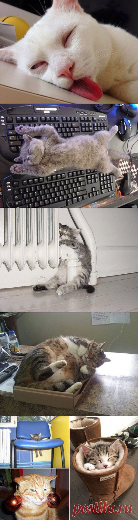 У котов тоже бывают понедельники / Приколы