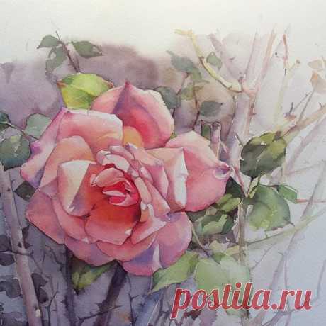 Роза плетистая.  #рисую_все_что_вижу #поканемойсад #art #artist #artwork #paint #painting #draw #drawing #watercolor #watercolorpainting #acuarela #aquarelle #aquarell #topcreator #art_we_inspire #process_of_creativity #artstagram #worldofartists #global_artist #arts_help #skrien #roses #fleurs #flowers #розы #цветы #акварель #winsornewton #lanaquarelle