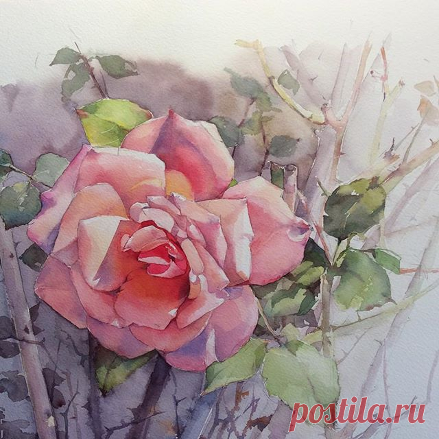 Роза плетистая.  #рисую_все_что_вижу #поканемойсад #art #artist #artwork #paint #painting #draw #drawing #watercolor #watercolorpainting #acuarela #aquarelle #aquarell #topcreator #art_we_inspire #process_of_creativity #artstagram #worldofartists #global_artist #arts_help #skrien #roses #fleurs #flowers #розы #цветы #акварель #winsornewton #lanaquarelle