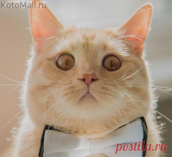 Франт