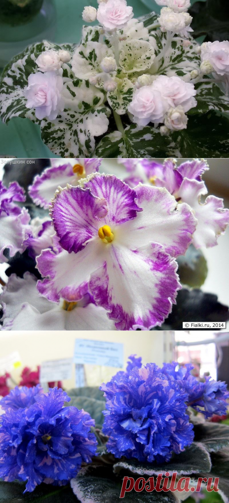 (2) Pinterest