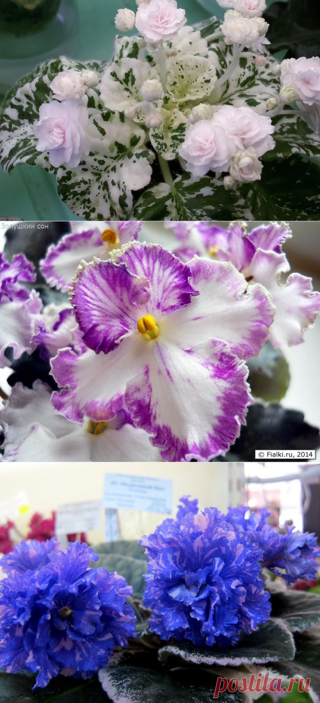 (2) Pinterest