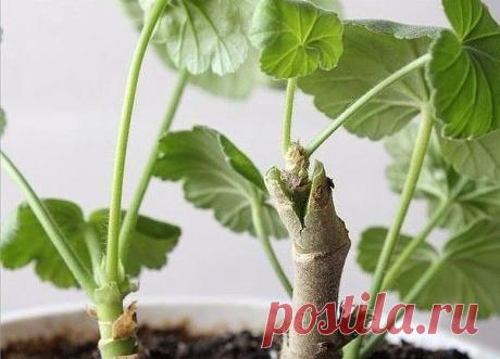 Кое что новое о Пеларгонии!