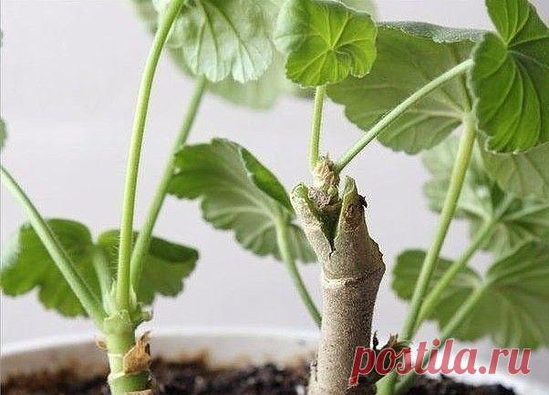 Кое что новое о Пеларгонии!