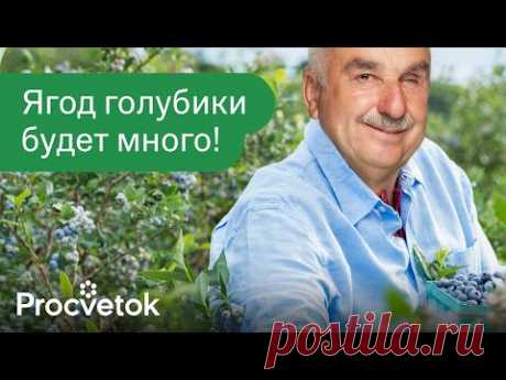 ВЫРАСТИТЬ ГОЛУБИКУ ПРОЩЕ, ЧЕМ СМОРОДИНУ, если знать эти важные нюансы!