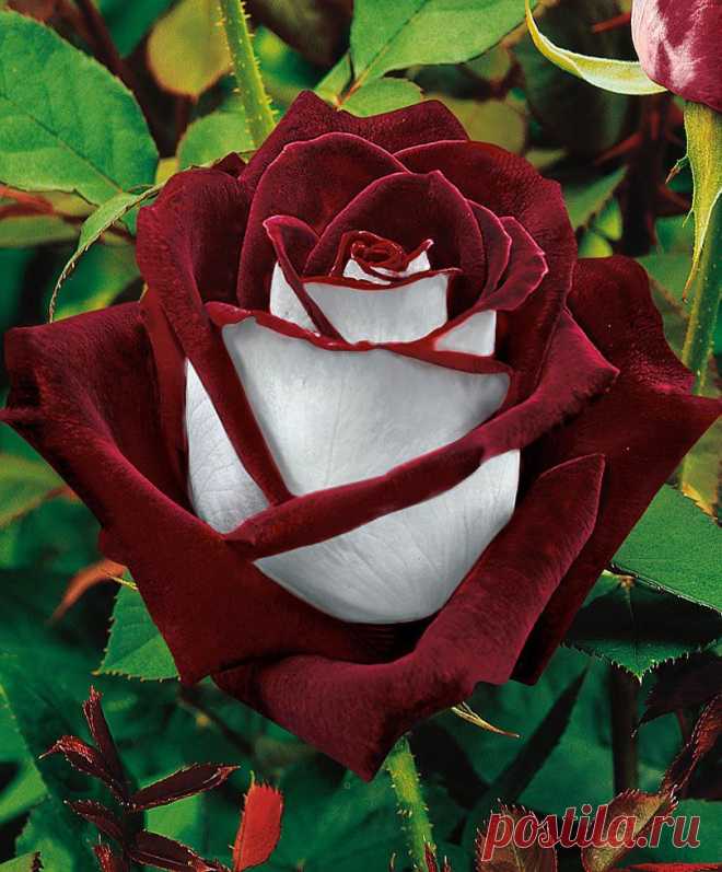 Osiria Rose