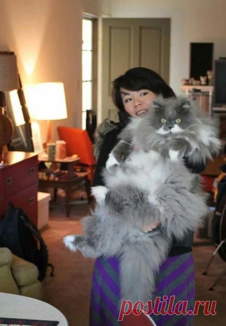 Если вы питаете страсть к большим кошечкам, то этот пост - точно для вас!