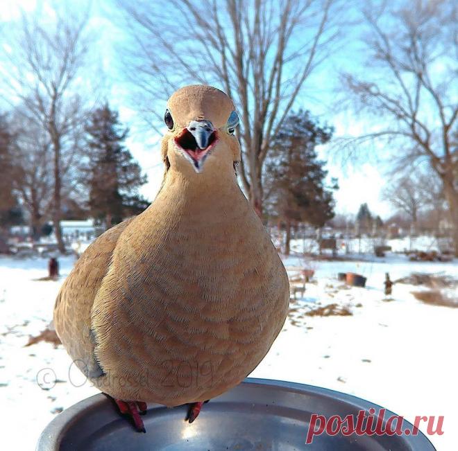 Ostdrossel в Instagram: «After days of glamour and excitement, the Mourning Dove was back to its old self today. #birdstagram #birdsofinstagram #mourningdove #dove…» 349 отметок «Нравится», 5 комментариев — Ostdrossel (@ostdrossel) в Instagram: «After days of glamour and excitement, the Mourning Dove was back to its old self today.…»