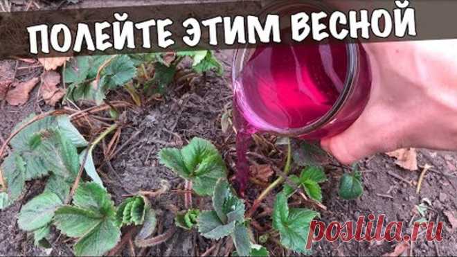 Уход за клубникой весной / Полейте этим в апреле мае до цветения! Ягод будет в разы больше!