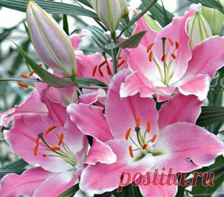 ~~Lilium Queenfish~~