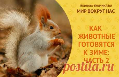 Как животные готовятся к зиме. Как животные готовятся к зиме - рассказы в картинках, стихах, развивающих заданиях для малышей. Часть 2: белка, барсук, бобры, лиса, волк, мышка. Речевые упражнения и пальчиковый театр о том, как животные готовятся к зиме.