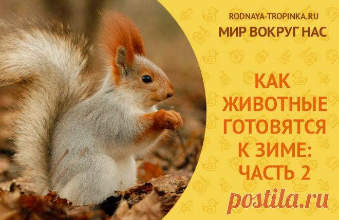 Как животные готовятся к зиме. Как животные готовятся к зиме - рассказы в картинках, стихах, развивающих заданиях для малышей. Часть 2: белка, барсук, бобры, лиса, волк, мышка. Речевые упражнения и пальчиковый театр о том, как животные готовятся к зиме.