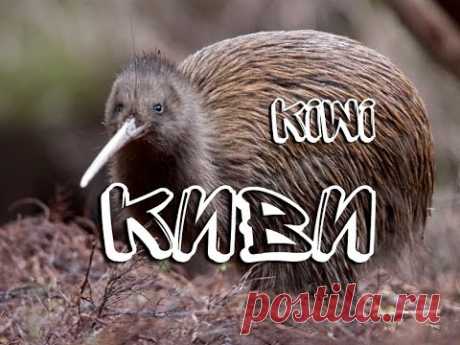 Киви — Kiwi - YouTube