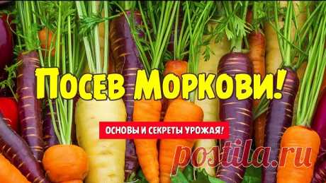 На заметку! Старинный, дедовский способ посадки моркови. Урожай возрастет в два раза