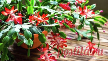 Комнатные растения. Как добиться пышного цветения декабриста Осенний уход и решение типичных проблем.Декабрист (он же шлюмбергера или зигокактус) &mdash; необычный представитель семейства кактусовых. В природе он обитает не в засушливых пустынях, а во влажных тропических лесах Бразилии, где растёт на деревьях как эпифит. В домашних условиях это...