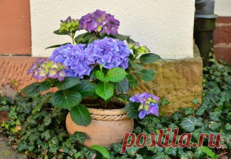 Prácticas Ideas para el Hogar...: 6 plantas Toxicas que pueden estar en tu Hogar