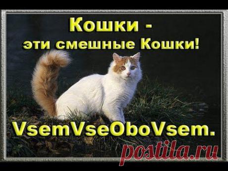 Кошки - эти смешные Кошки! VsemVseOboVsem. - YouTube