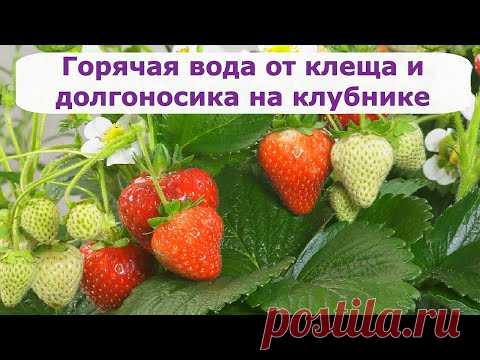 454 Как уберечь клубнику от долгоносика и клеща.