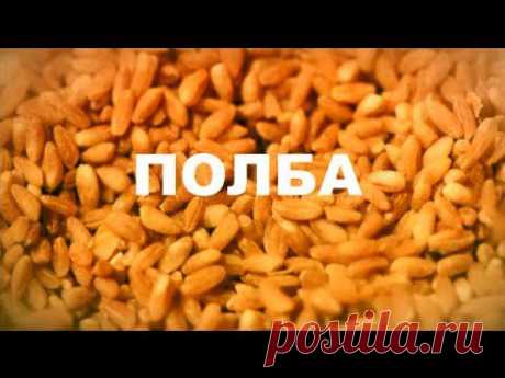 Полба - забытый ценный диетический продукт (видео) / Будьте здоровы