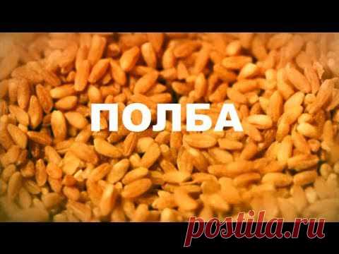 Полба - забытый ценный диетический продукт (видео) / Будьте здоровы